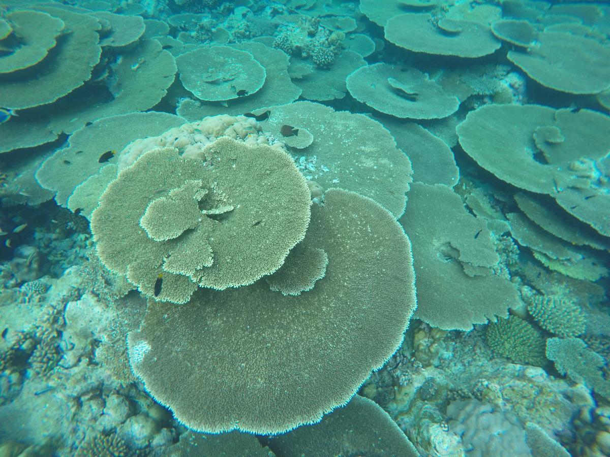 Noomuraka Inn Omadhoo Экстерьер фото